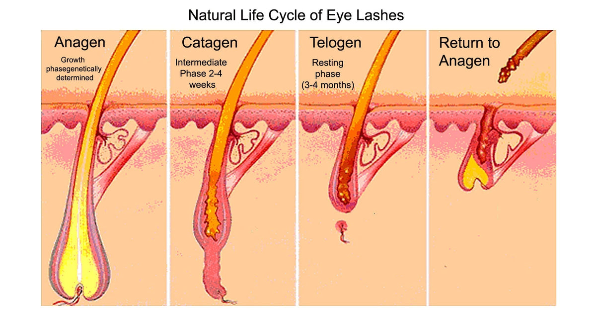 Cytokines for Scalp Wellness — How Cellular Signaling Drives Hair Density